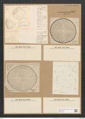 Campylodiscus hibernicus Ehr. (de-Toni-Nr.: Genus 57, Species 2504) Zeichnungen Sammlung Grunow Nr. 5010 (NHMW-BOT-W0373259)